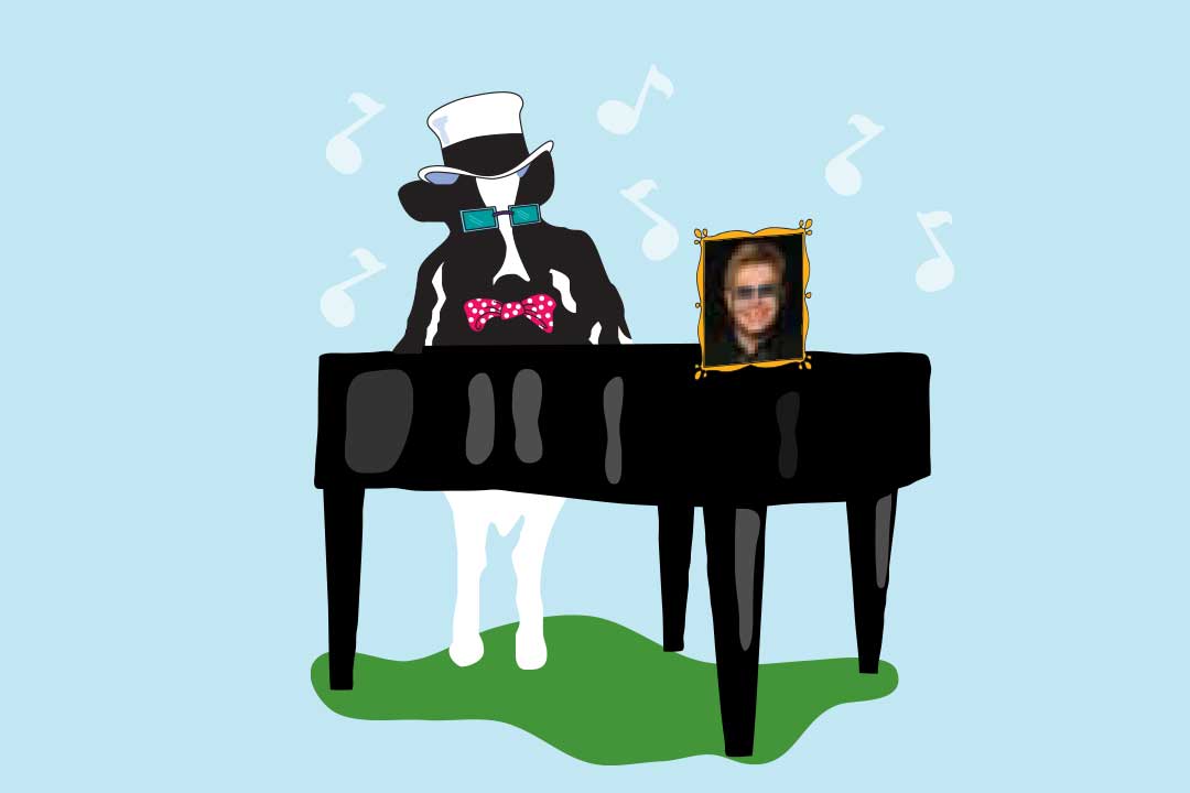 Woodie, a vaca, com um piano e uma foto de Elton John