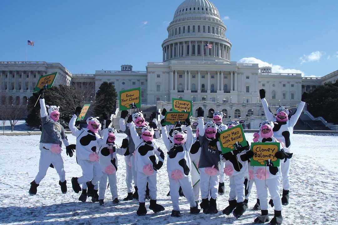 Pessoas vestidas com fantasias de vaca